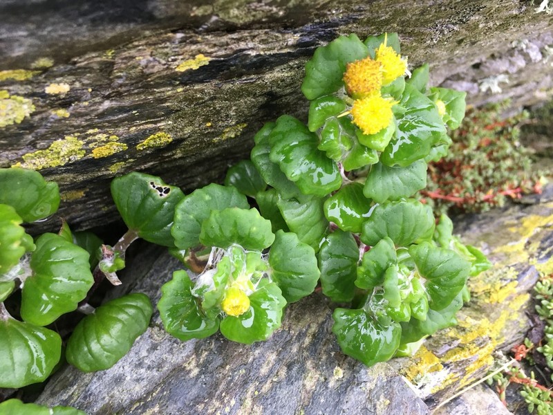 Senecio websteri