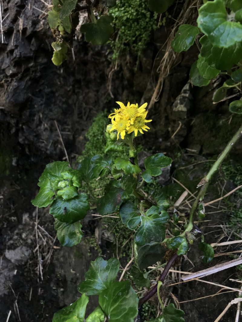 Senecio websteri photo 2