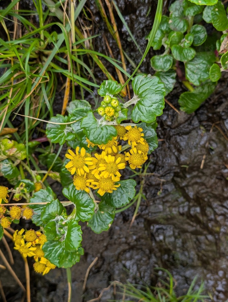 Senecio websteri photo 5
