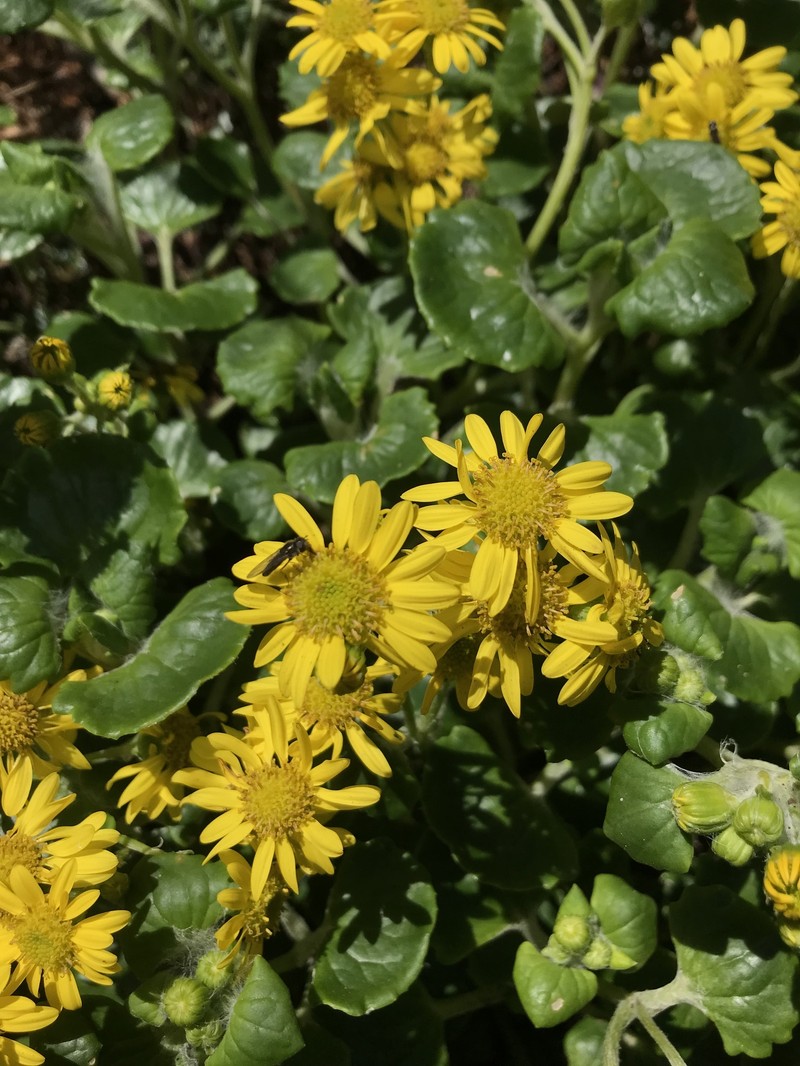 Senecio websteri photo 7