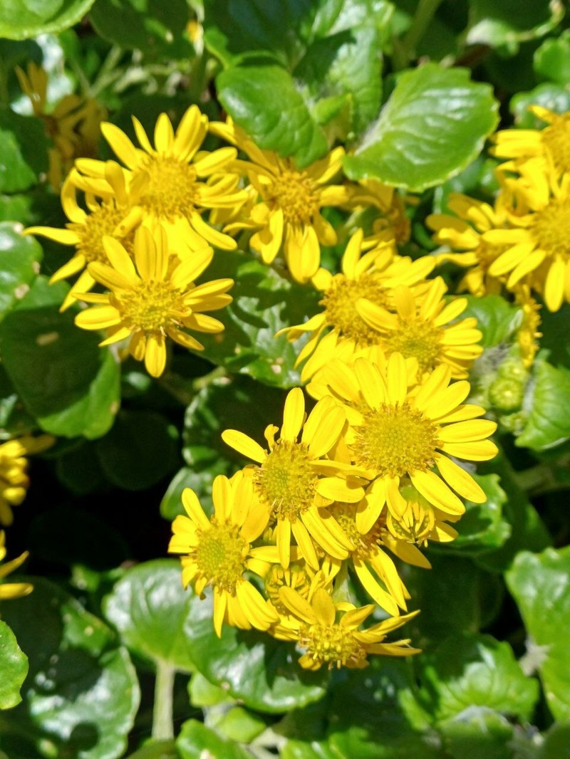 Senecio websteri photo 8