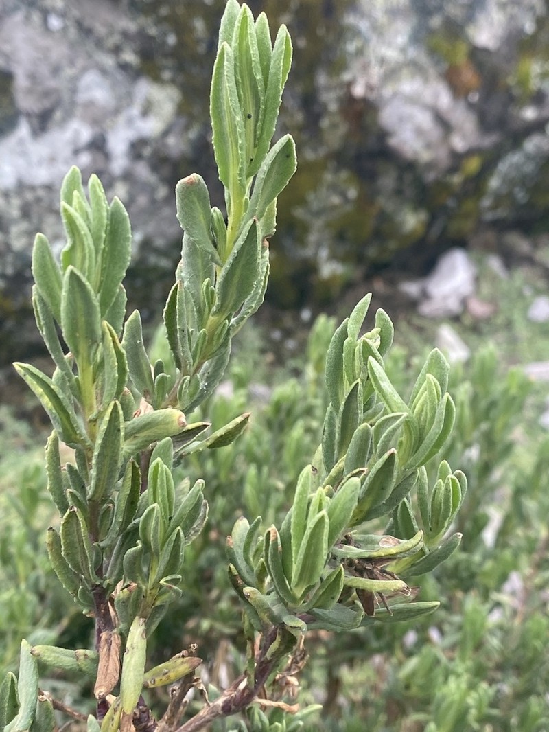 Senecio wedglacialis photo 2