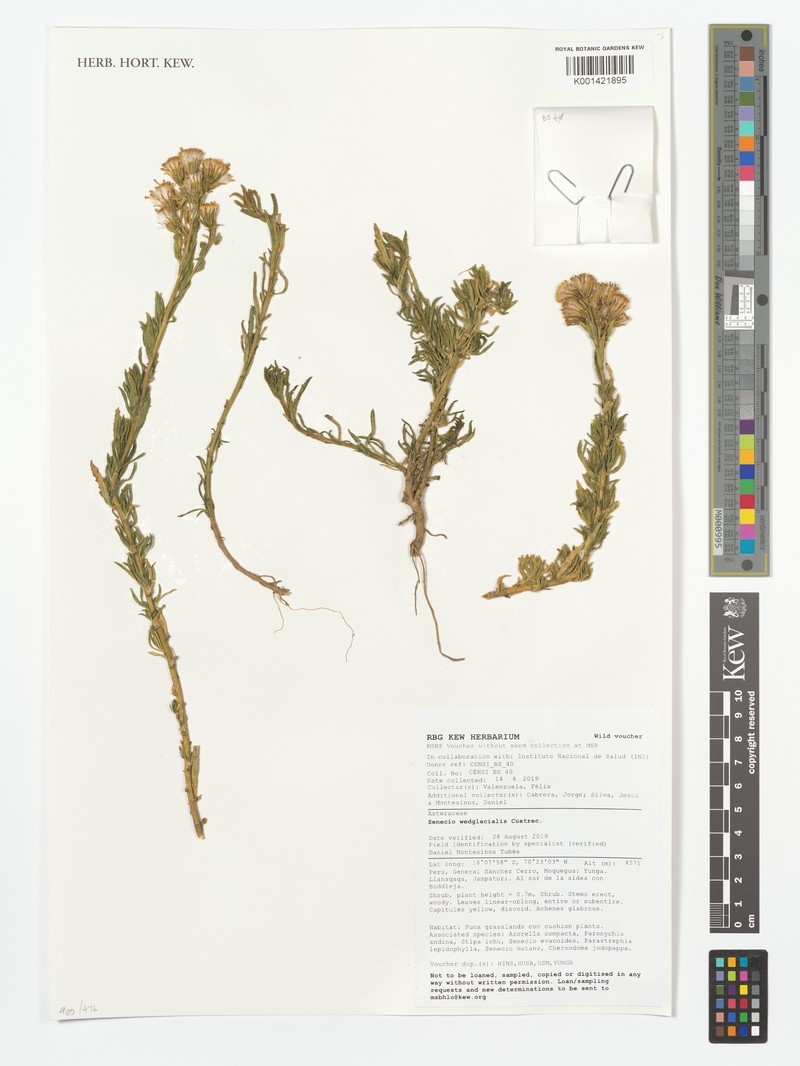 Senecio wedglacialis photo 3