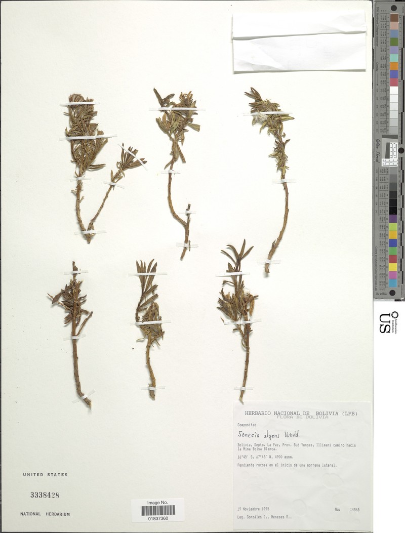 Senecio wedglacialis photo 4