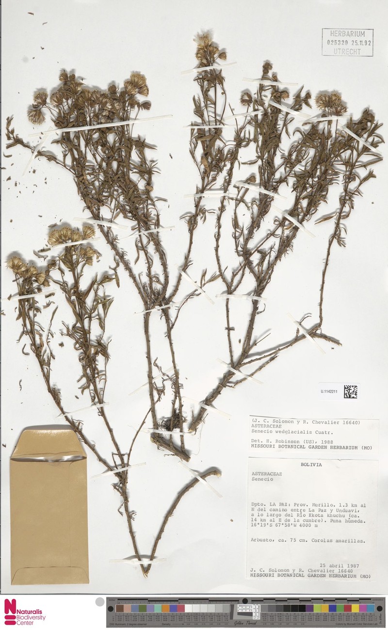 Senecio wedglacialis photo 5