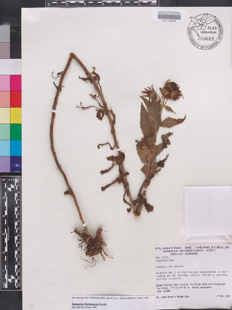 Senecio wedglacialis photo 6