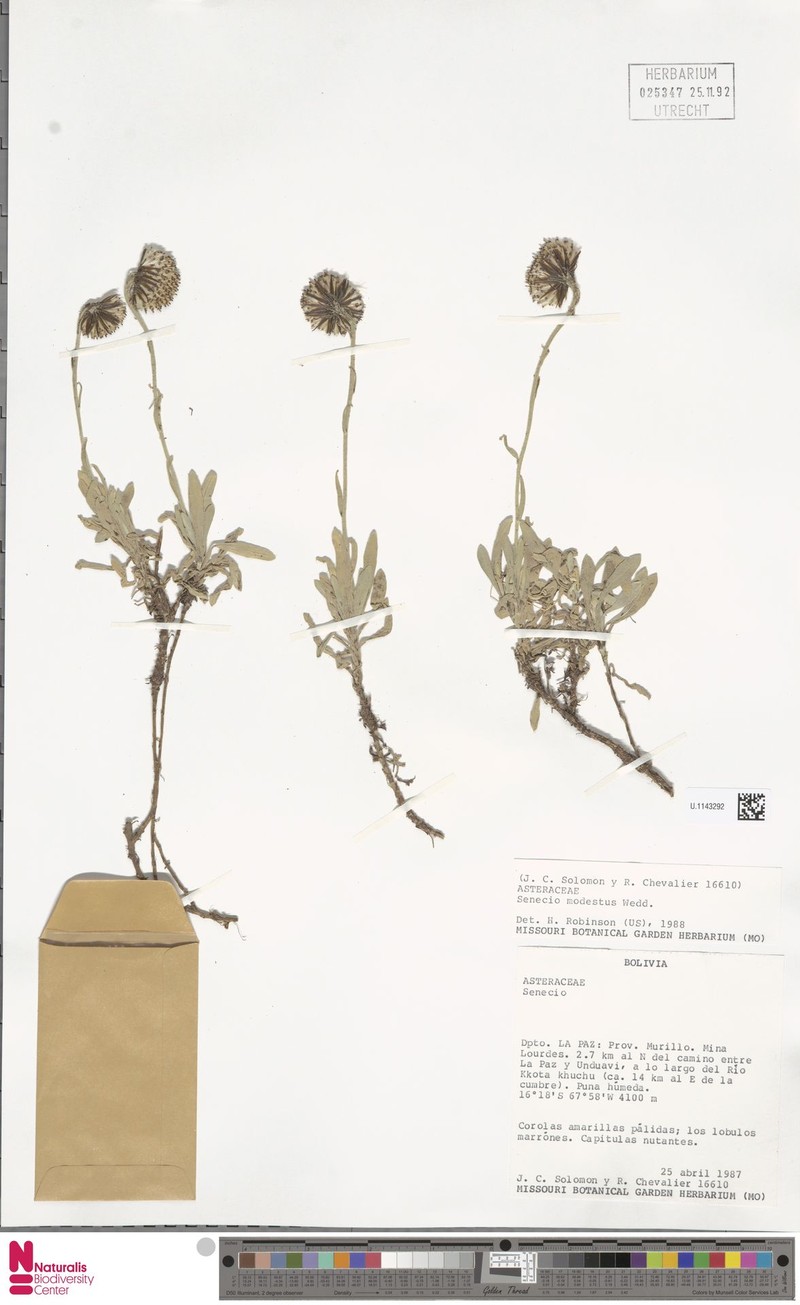 Senecio werdermannii