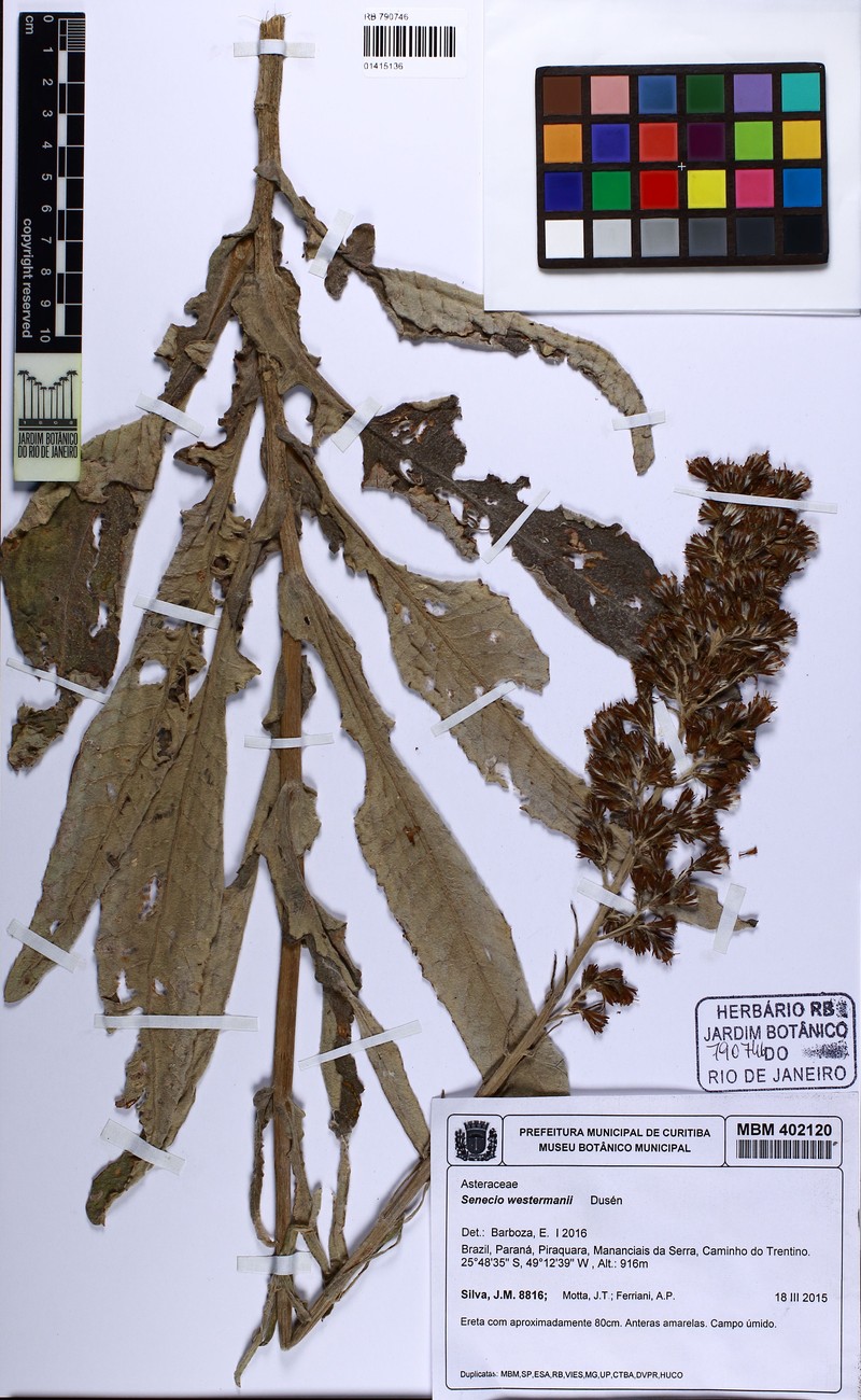 Senecio westermanii