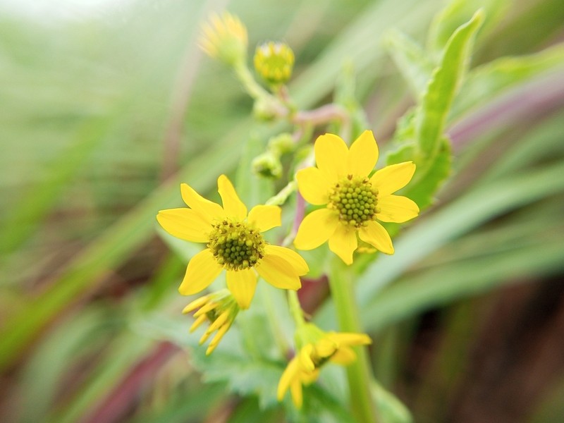 Senecio wightii