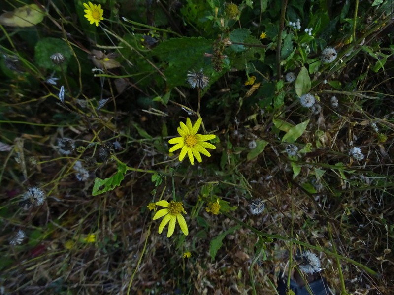 Senecio wightii photo 2
