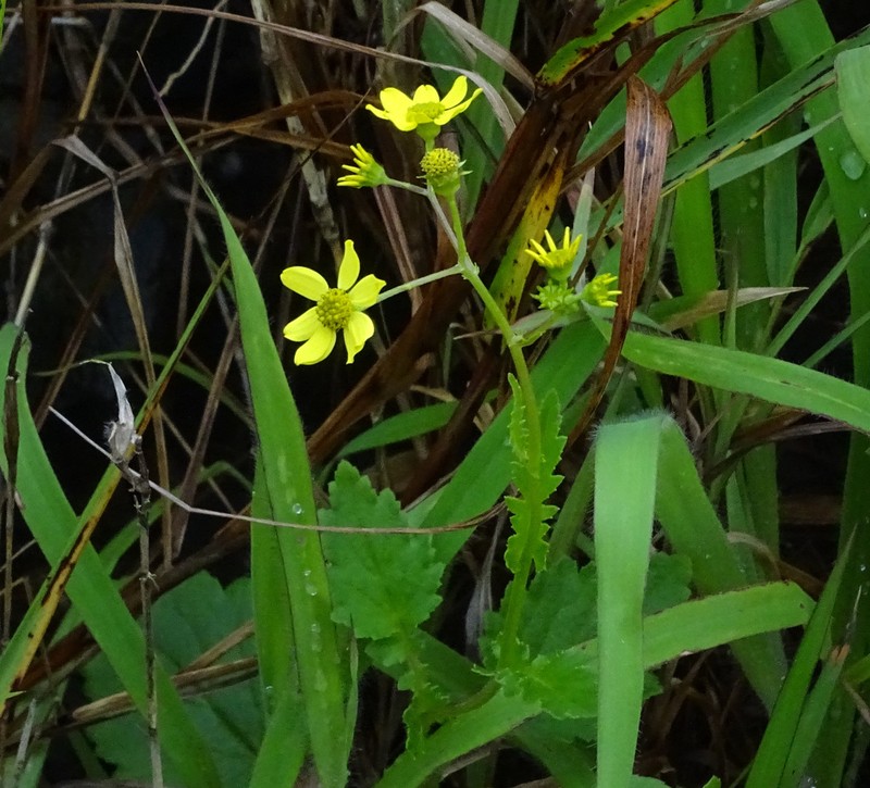 Senecio wightii photo 3