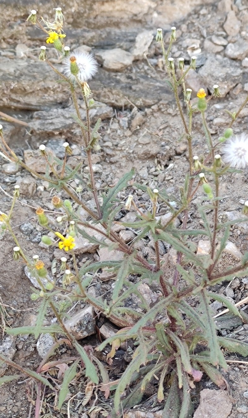Senecio windhoekensis