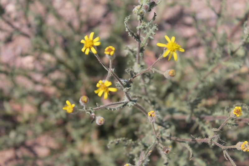 Senecio windhoekensis photo 3