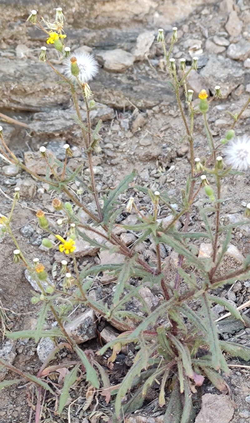Senecio windhoekensis photo 4