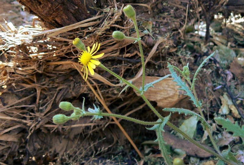 Senecio windhoekensis photo 6