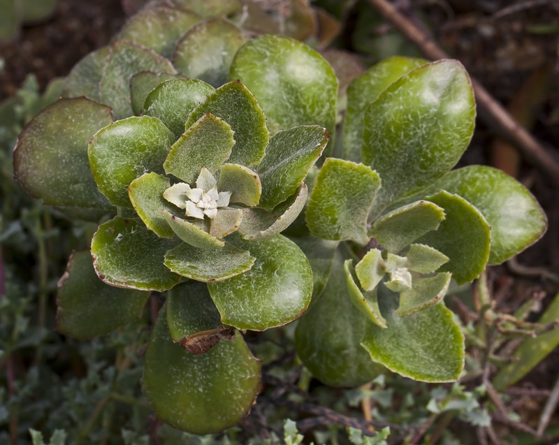 Senecio woodii