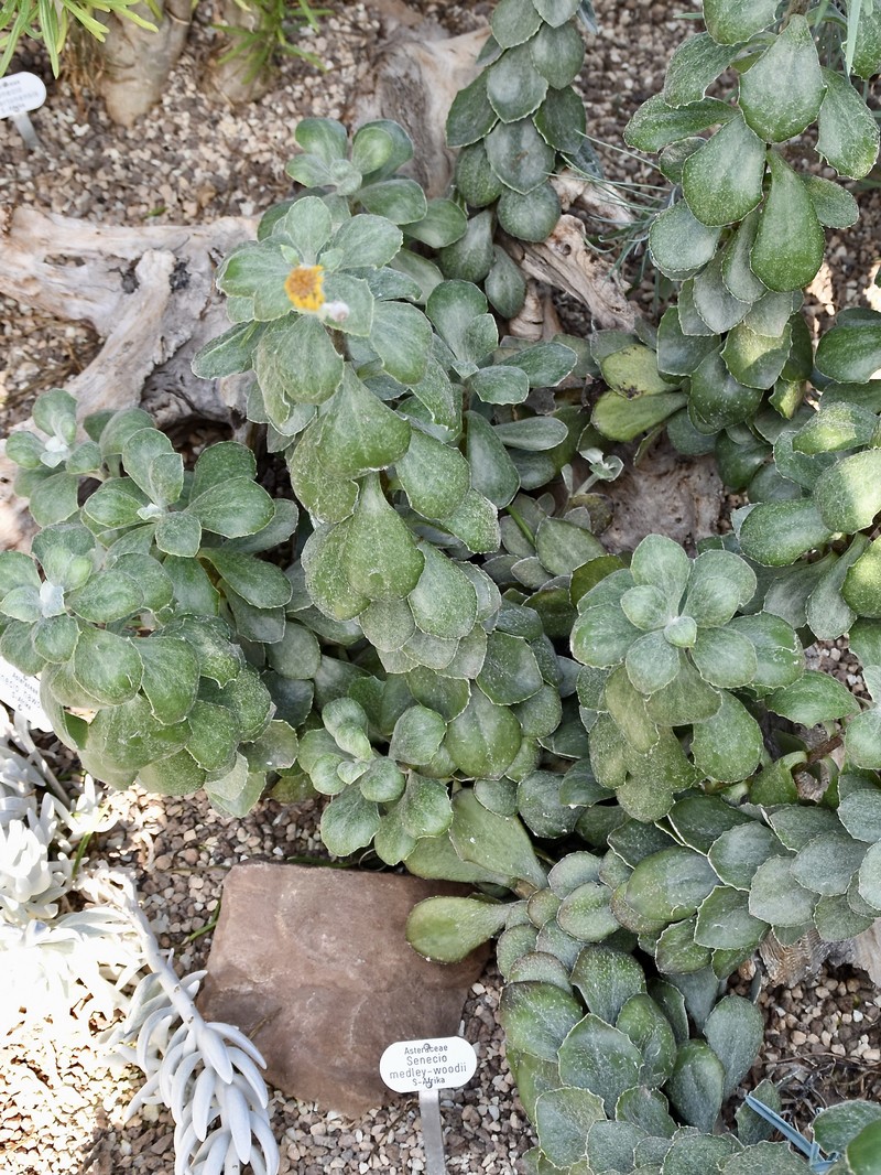 Senecio woodii photo 2