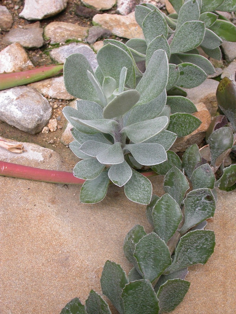 Senecio woodii photo 3