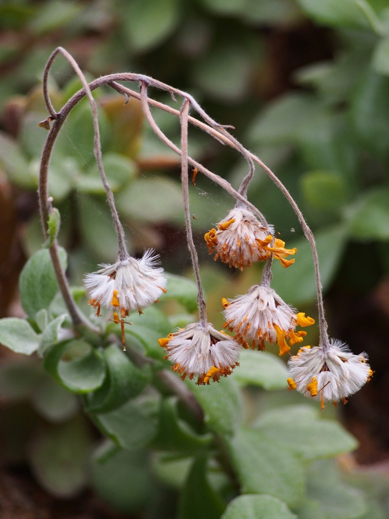 Senecio woodii photo 4