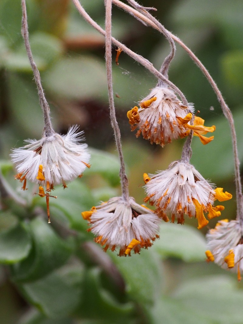Senecio woodii photo 5