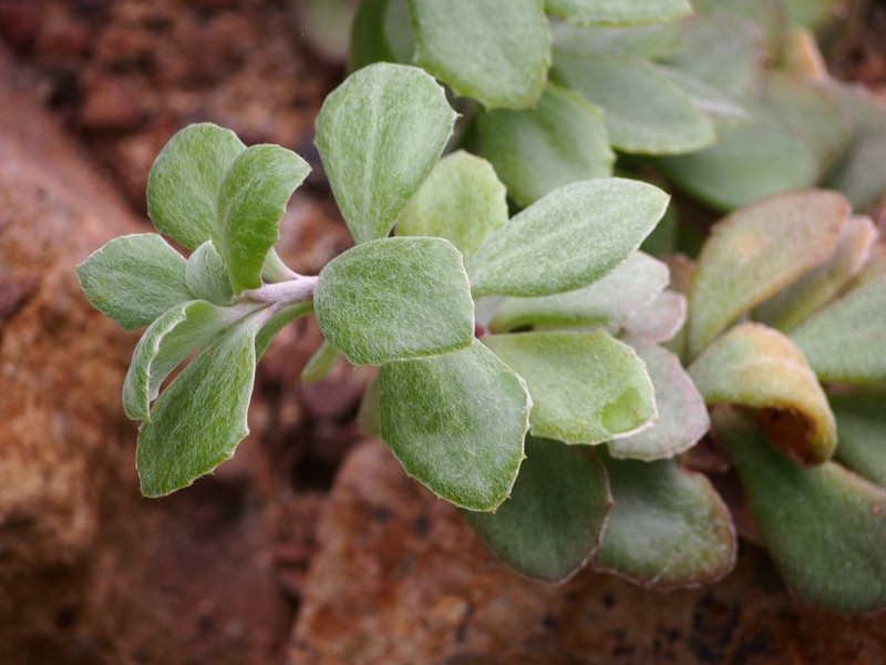 Senecio woodii photo 6