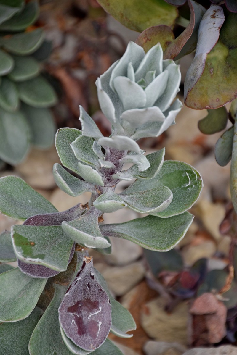 Senecio woodii photo 8