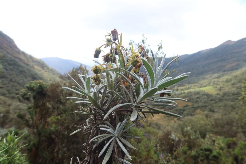 Senecio woodsonianus