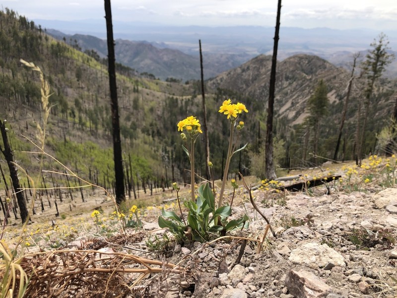 Wooton's Ragwort photo 2