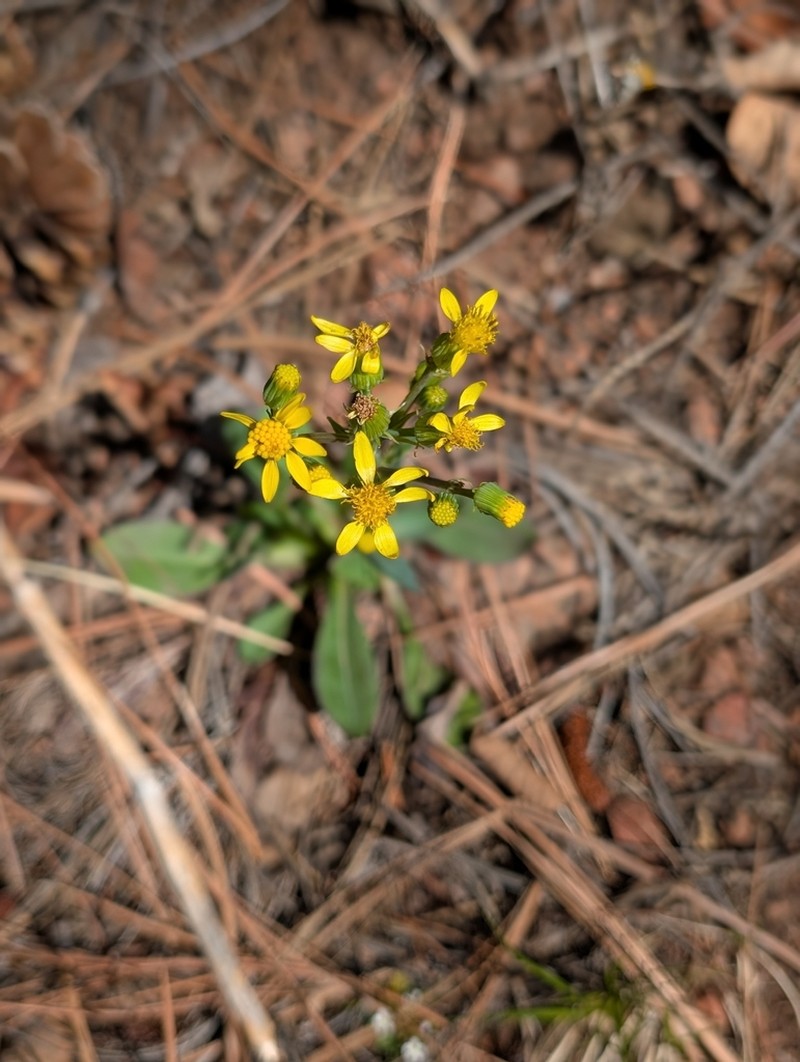 Wooton's Ragwort photo 3