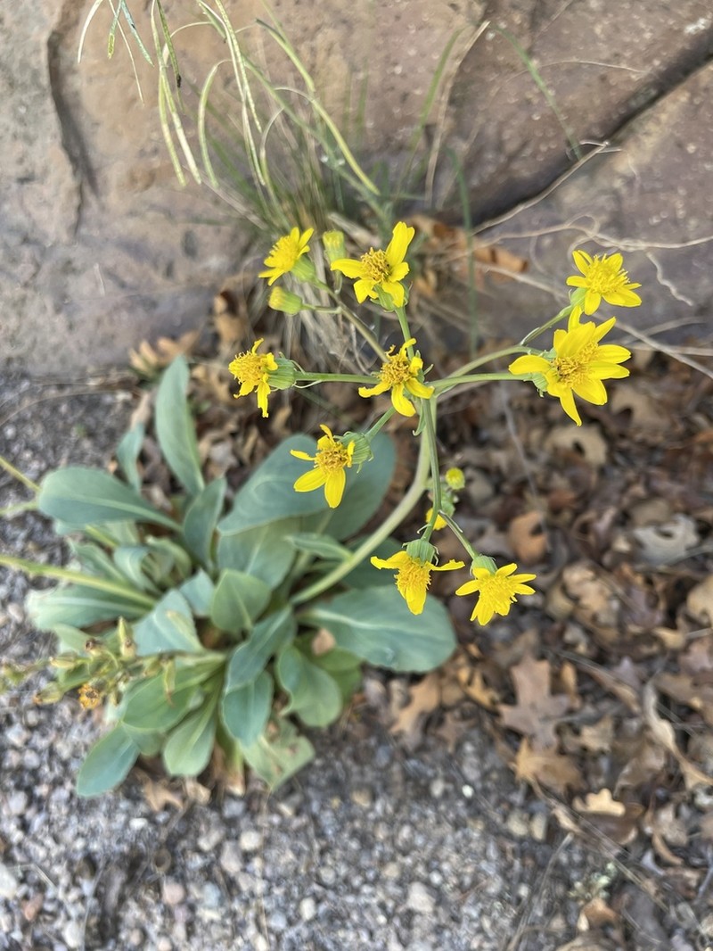 Wooton's Ragwort photo 4