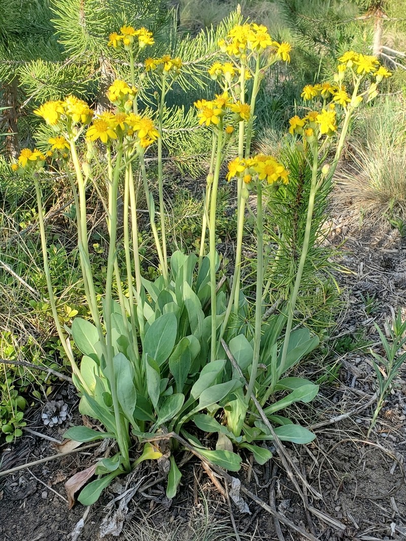 Wooton's Ragwort photo 6
