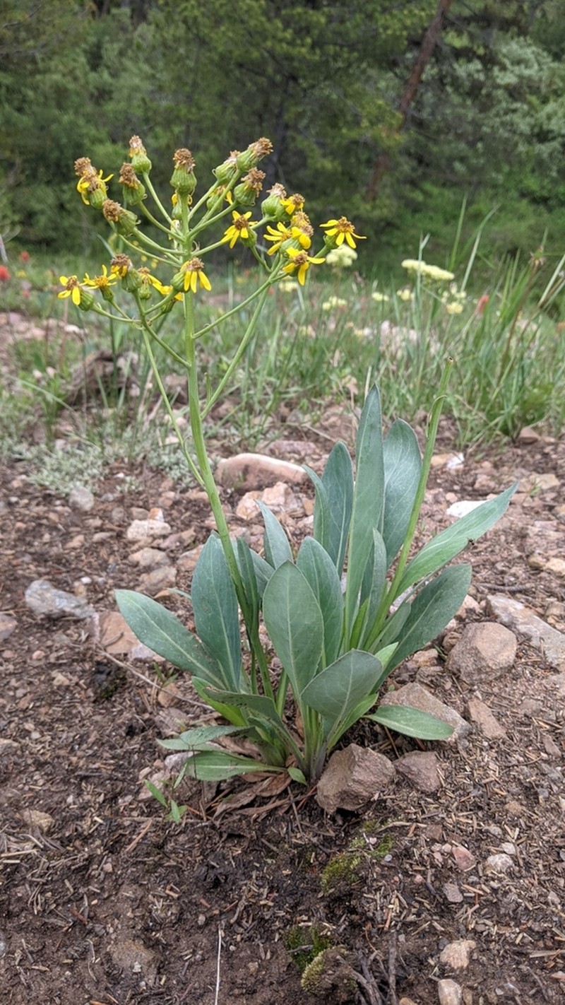 Wooton's Ragwort photo 7