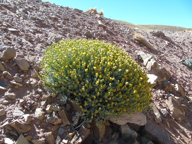 Senecio xerophilus