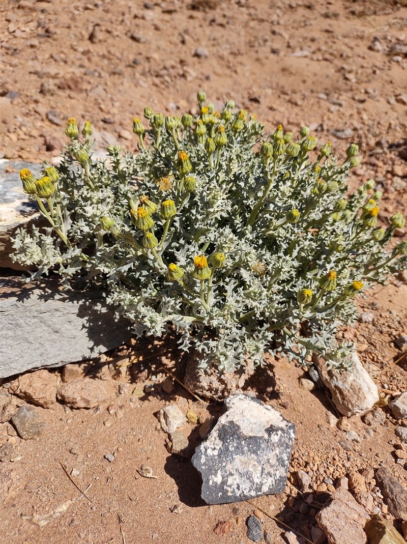 Senecio xerophilus photo 3