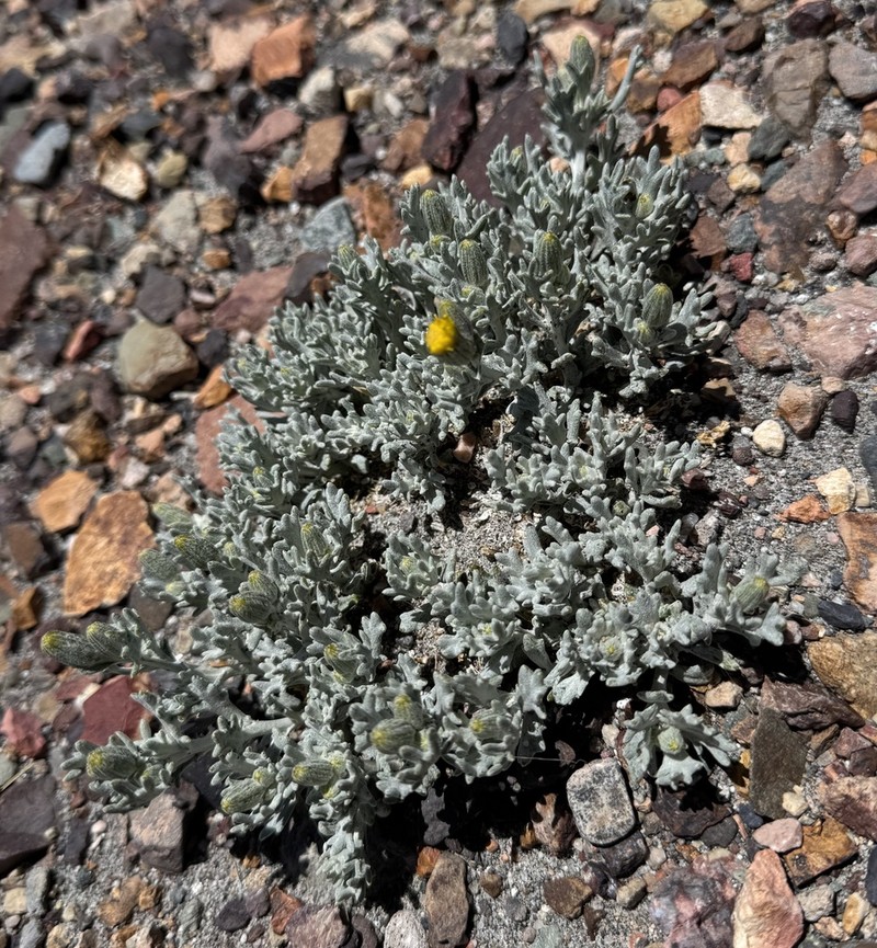 Senecio xerophilus photo 4