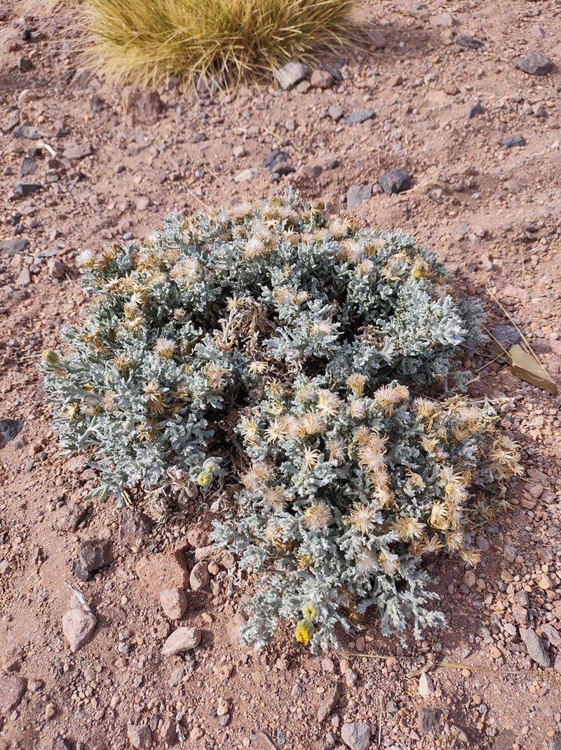 Senecio xerophilus photo 5
