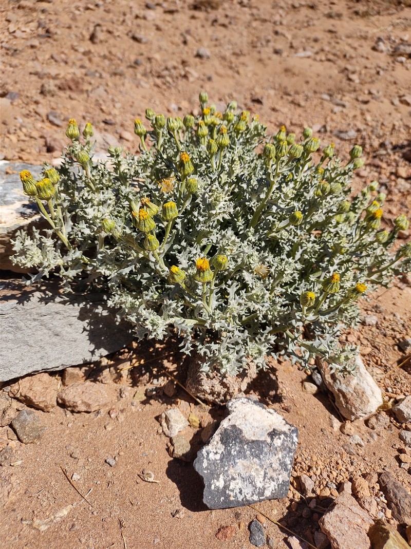 Senecio xerophilus photo 6