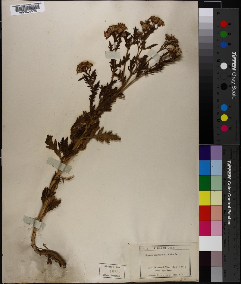 Senecio xerophilus var. deserticola