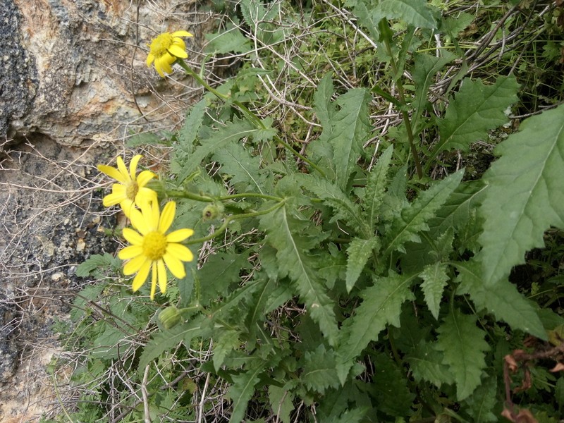 Senecio yunguyensis