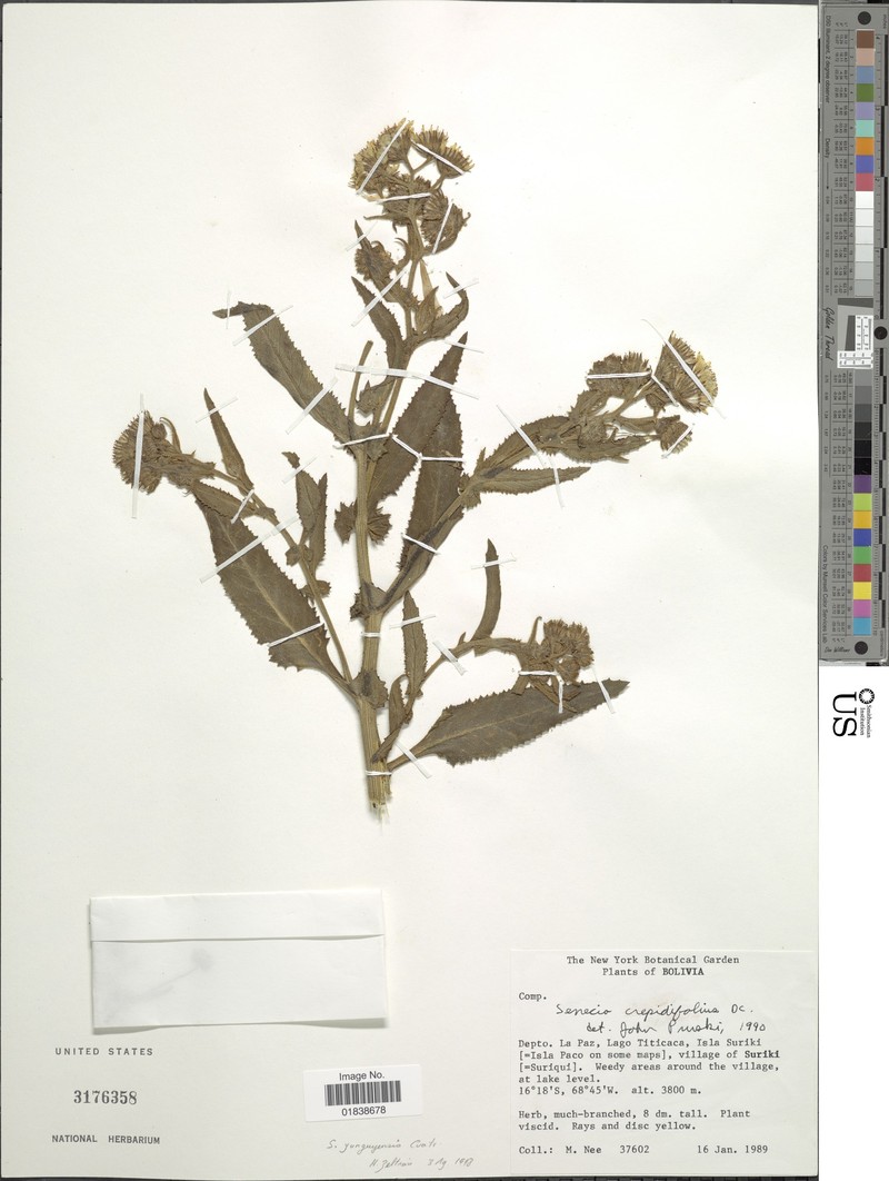 Senecio yunguyensis photo 2