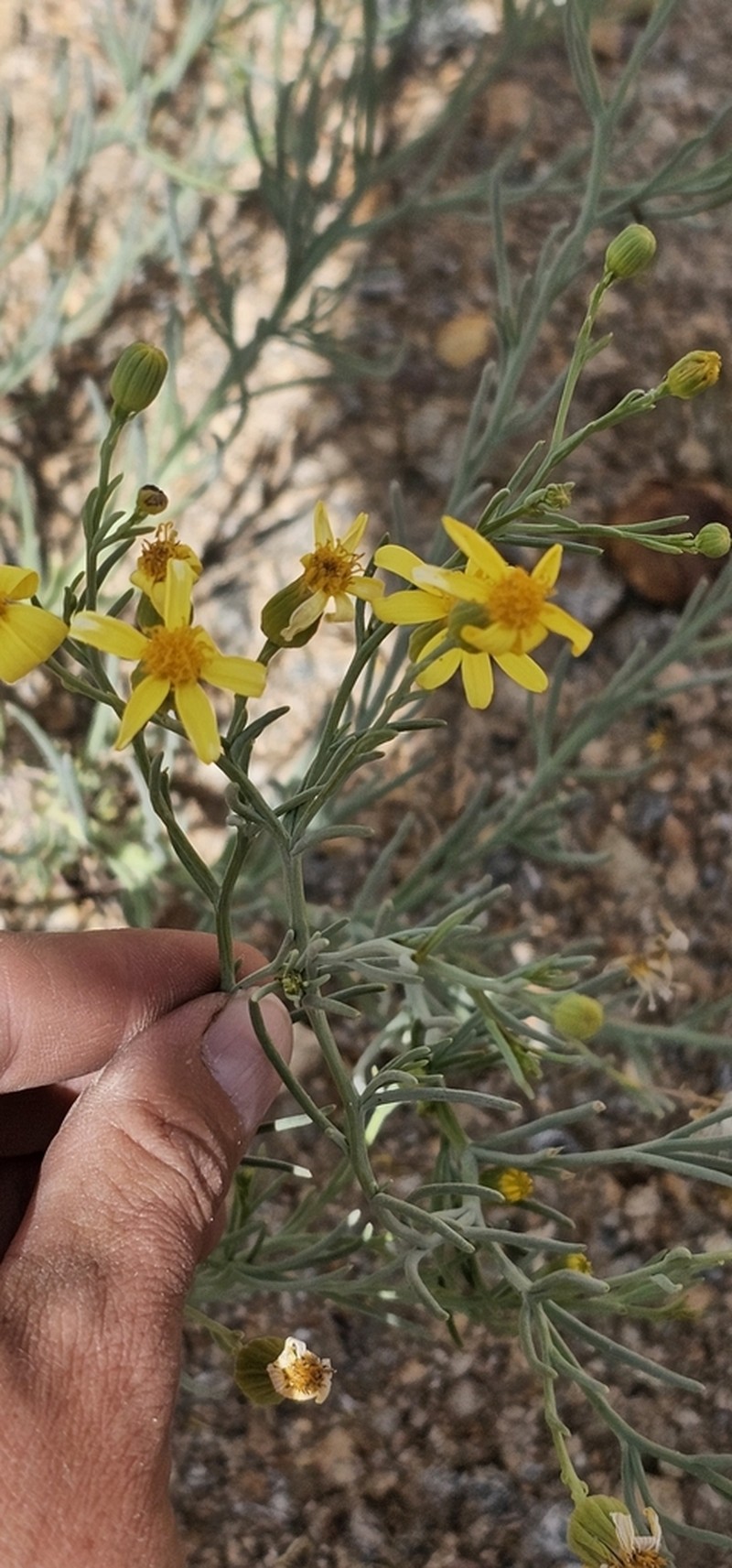 Senecio yurensis