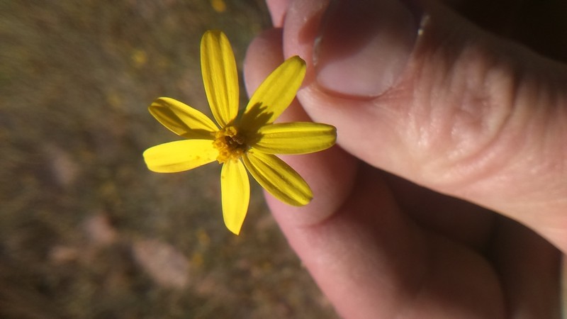 Senecio yurensis photo 2