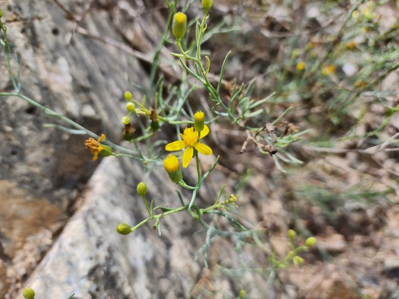 Senecio yurensis photo 3