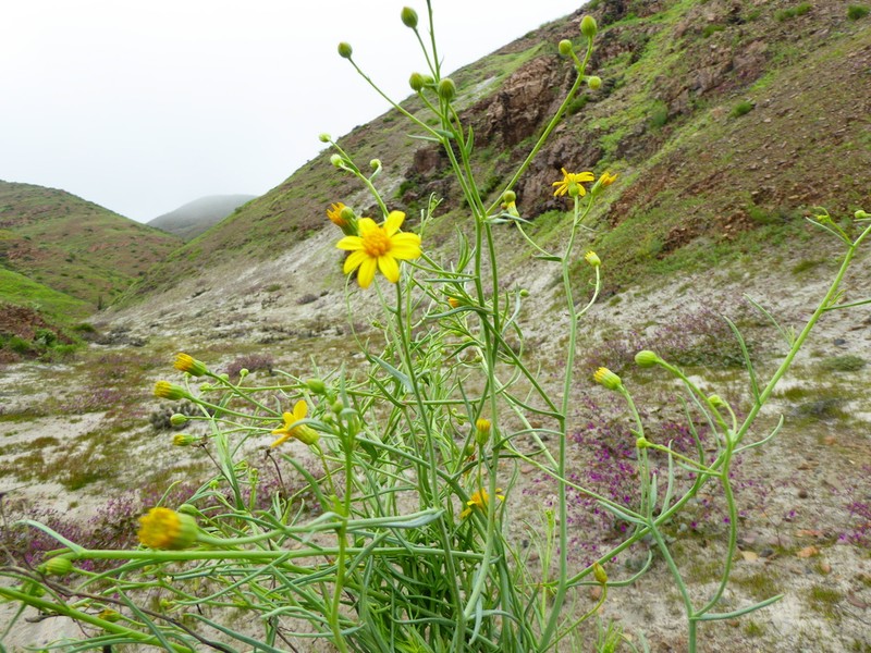 Senecio yurensis photo 4