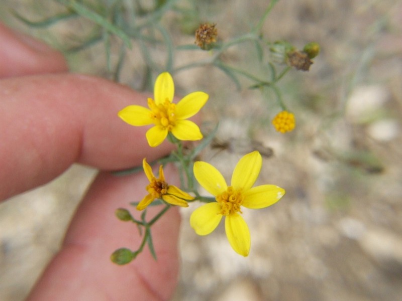 Senecio yurensis photo 5
