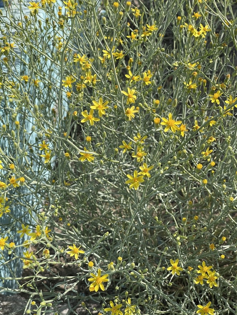 Senecio yurensis photo 6
