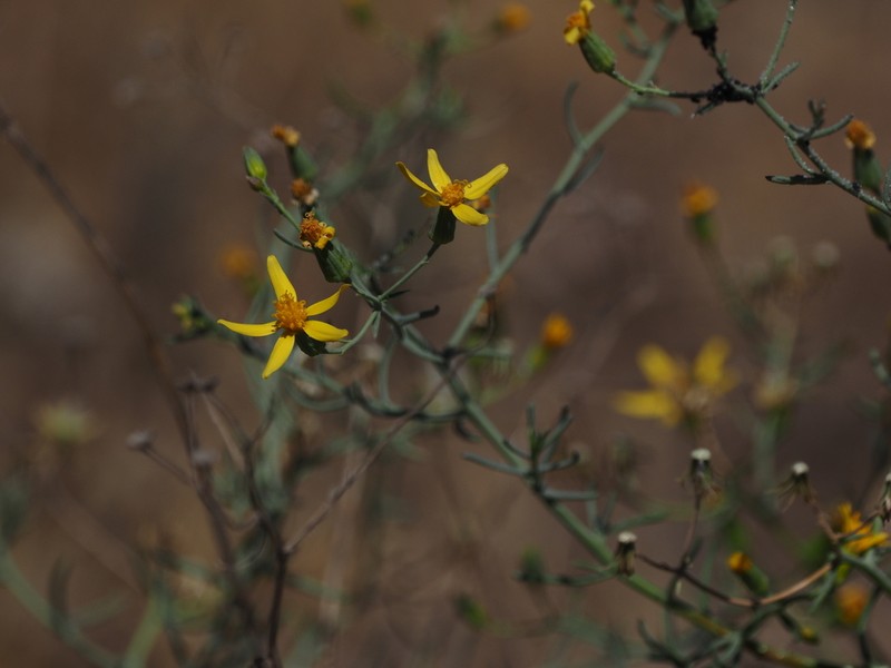 Senecio yurensis photo 7