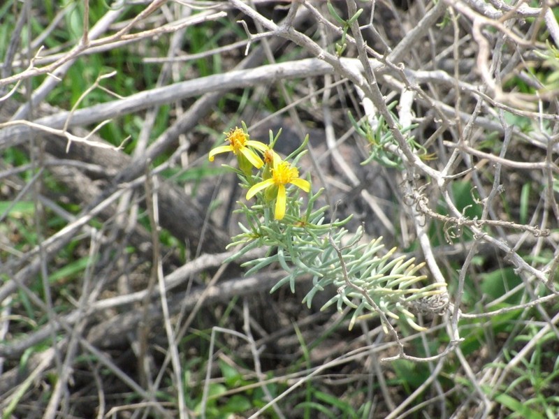 Senecio yurensis photo 8