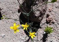 Senecio zapahuirensis