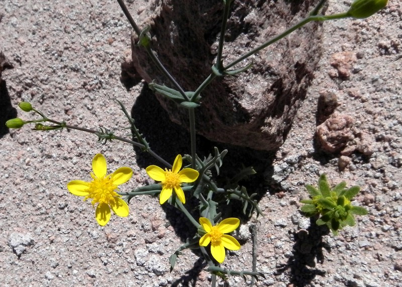 Senecio zapahuirensis